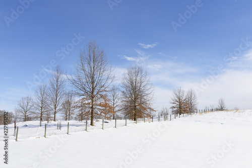 Winter Scenic of Snow, Trees and Blue Sky