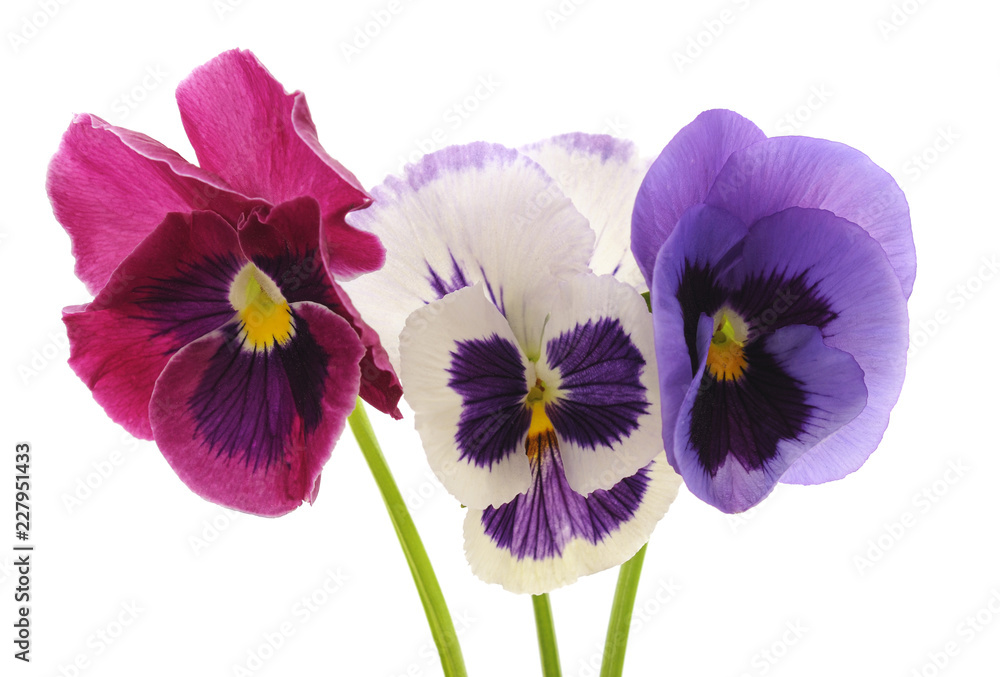 Fototapeta premium Three blue violets.