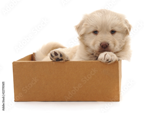 White puppy in a box. © voren1