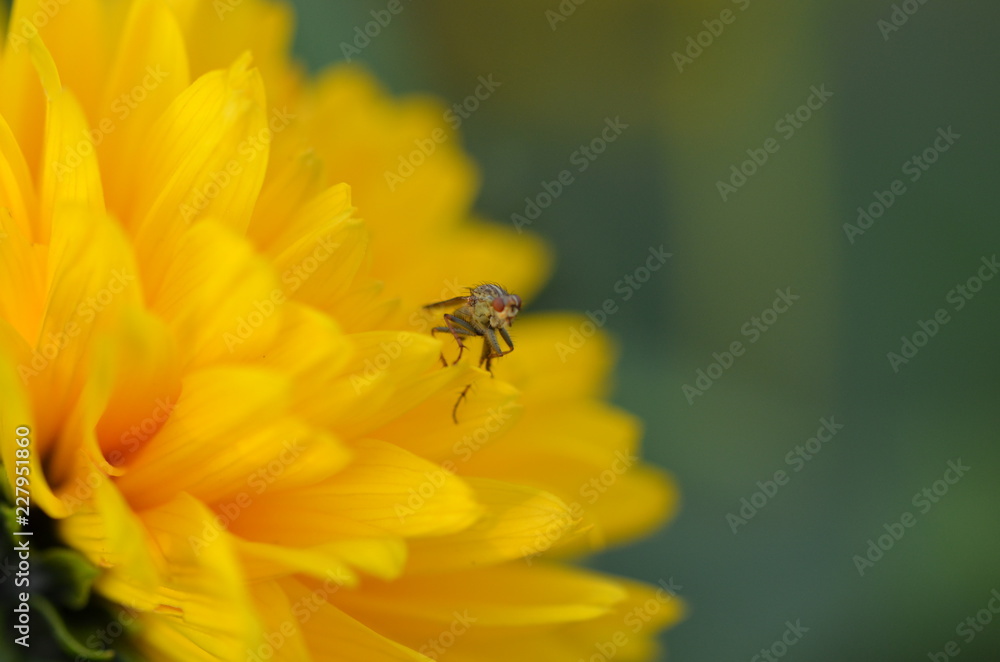 Fliege sitzt auf einer Blume Fliege sitzt auf einer Blume