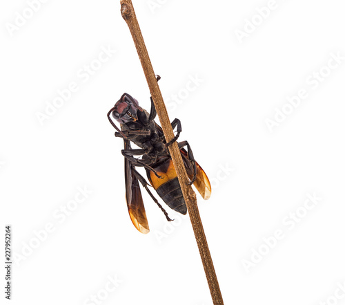 black wasp isolated on a white