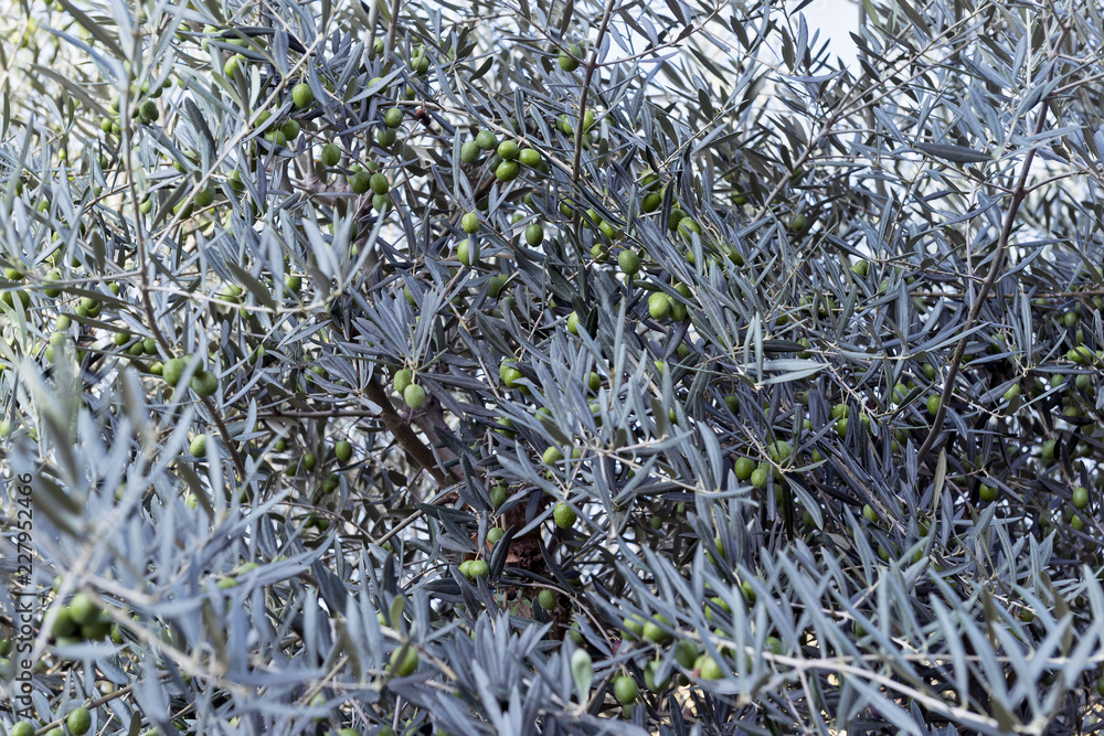 Detail of green olives on the branch Detail of green olives on the branch