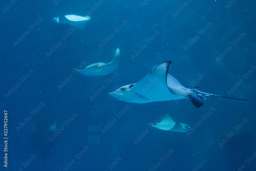 Fototapeta premium Stingray