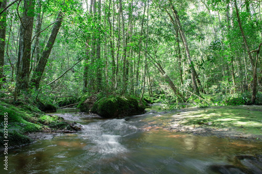 calm mountain water stream flowing in green forest - selective focus. calm mountain water stream flowing in green forest - selective focus.