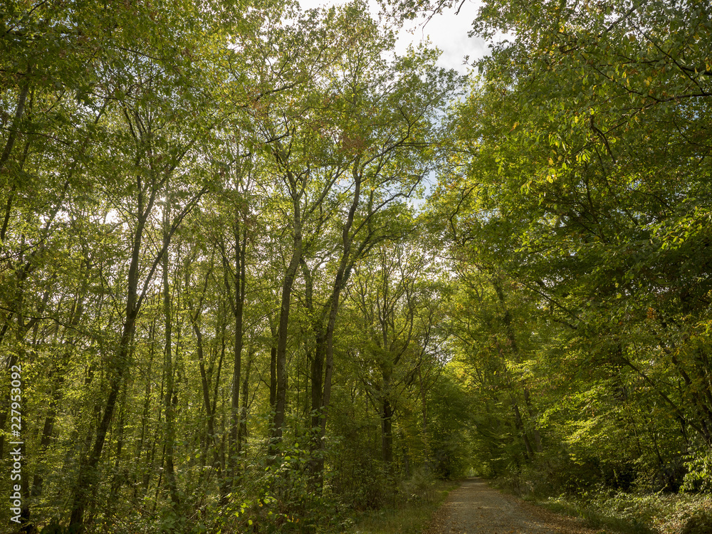 Fototapeta premium La forêt de Montpensier, site naturel de Serbannes dans l'Allier. Chemin forestier bordé de hauts chênes centenaires.