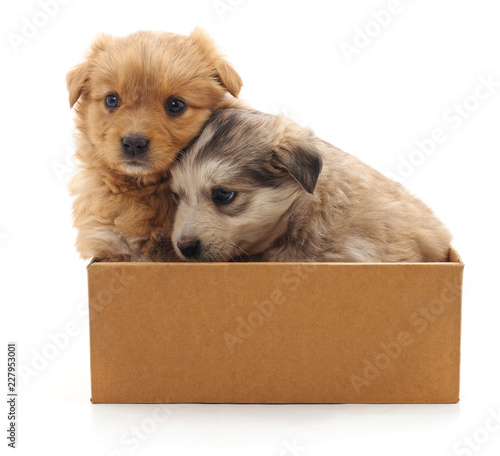 Two puppies in the box. © voren1