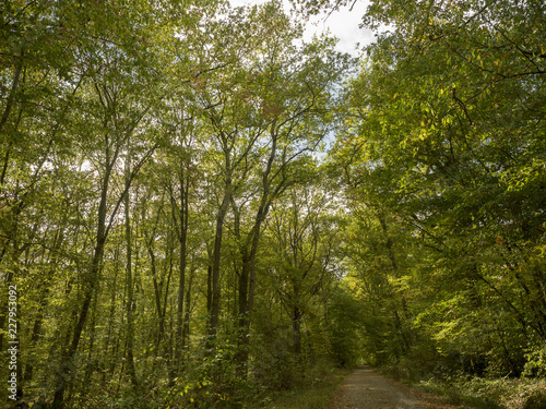 La forêt de Montpensier, site naturel de Serbannes dans l'Allier. Chemin forestier bordé de hauts chênes centenaires. photo