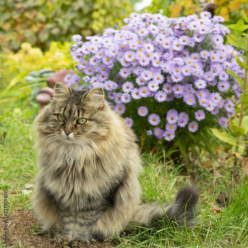 cat sits in the autumn garden on a background of flowers