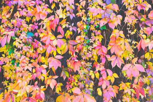 Autumn leaves background. Macro shot of ivy leaves turning red orange yellow purple © bubutu