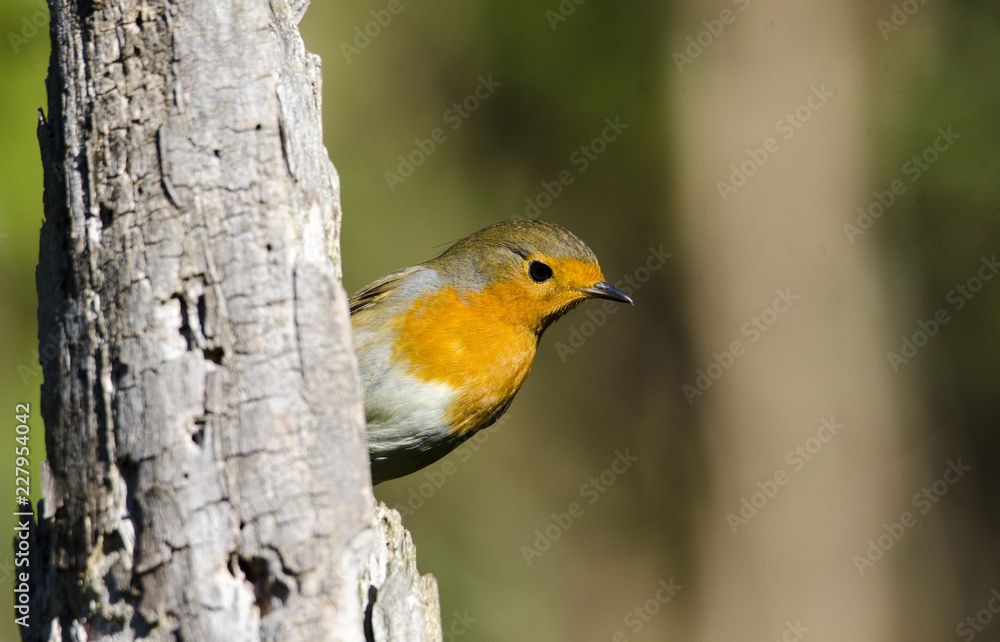 Obraz premium Pettirosso