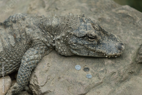 crocodile with mouth closed