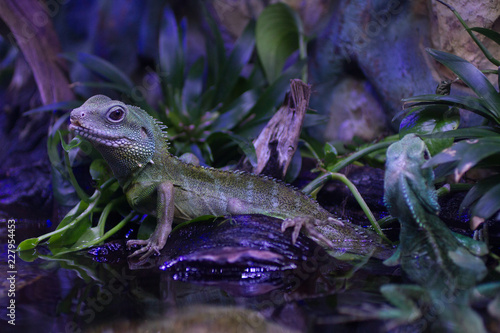lizard in aquarium