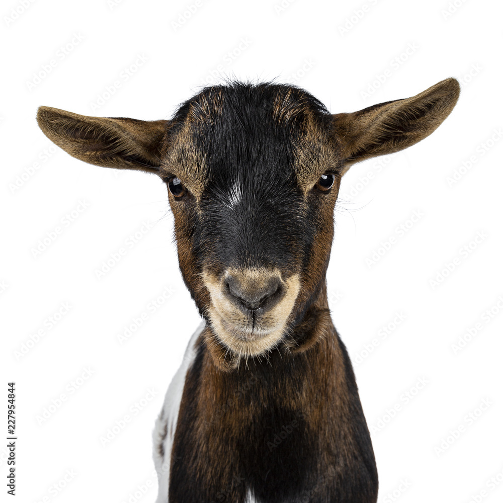 Head shot of serious / angry white, brown and black spotted pygmy goat