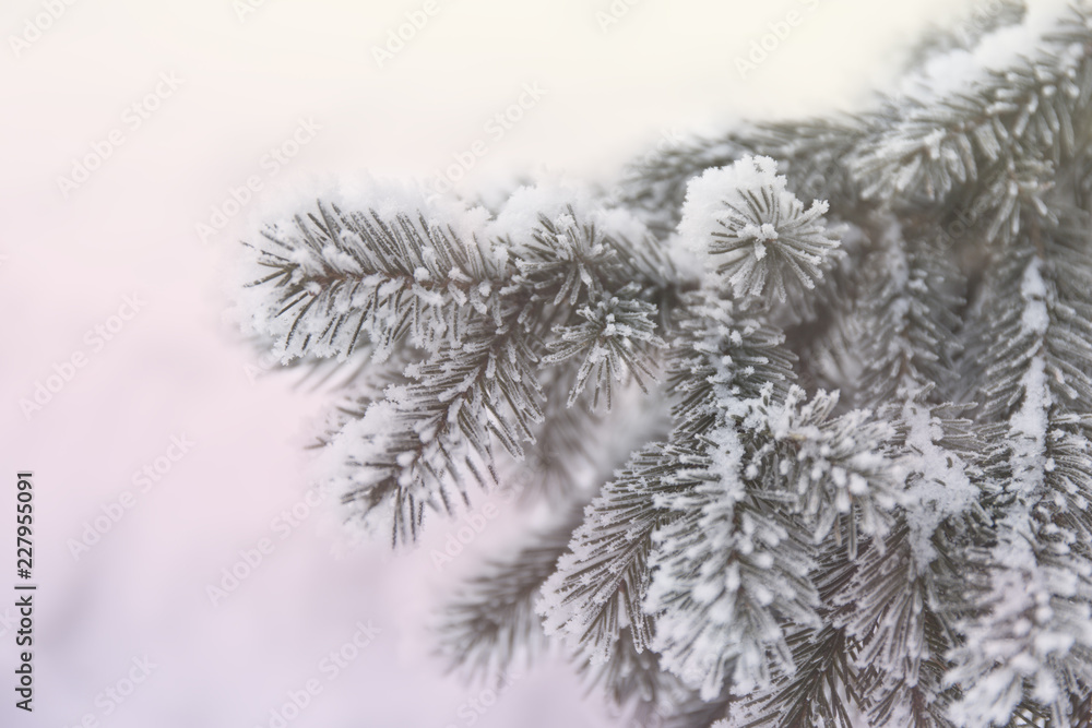 Snow-cowered fir branches. Winter blur background. Frost tree