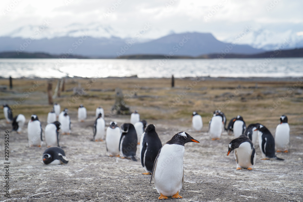Obraz premium Penguins - Ushuaia