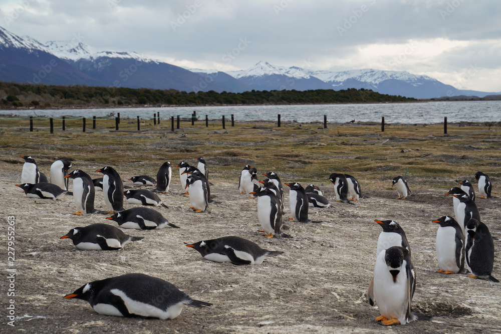 Obraz premium Penguins - Ushuaia