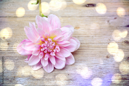 Fototapeta Naklejka Na Ścianę i Meble -  Wunderschöne Dahlie - Grußkarte Dahlie mit Bokeh