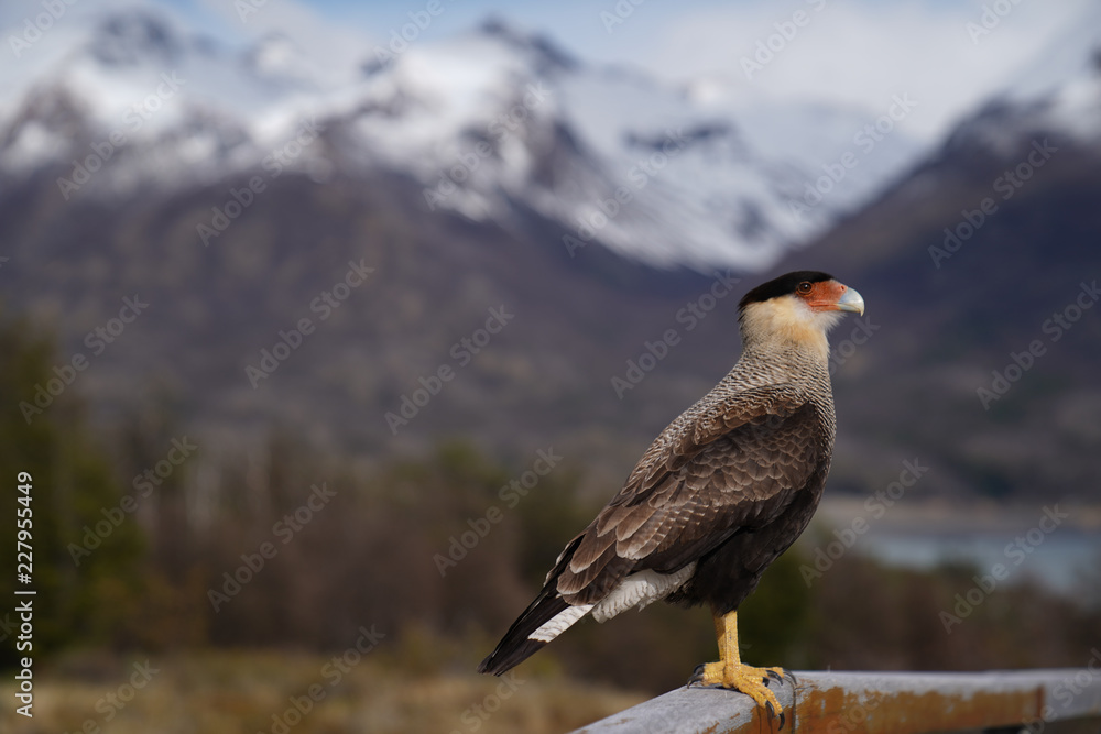 Fototapeta premium bird of prey 