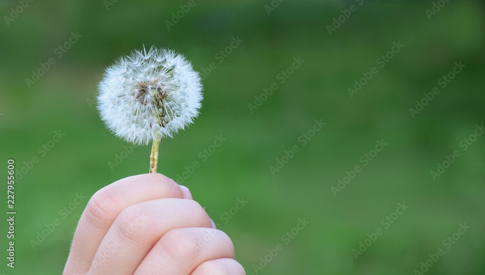 Fototapeta premium Ręka dziecka z mniszka lekarskiego, odizolowane na zielonym tle