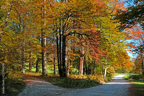 Two paths meet in a wood 