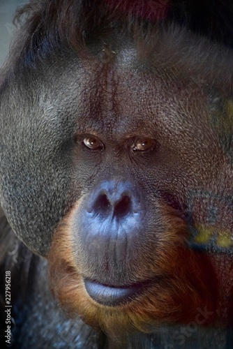 Orangutan