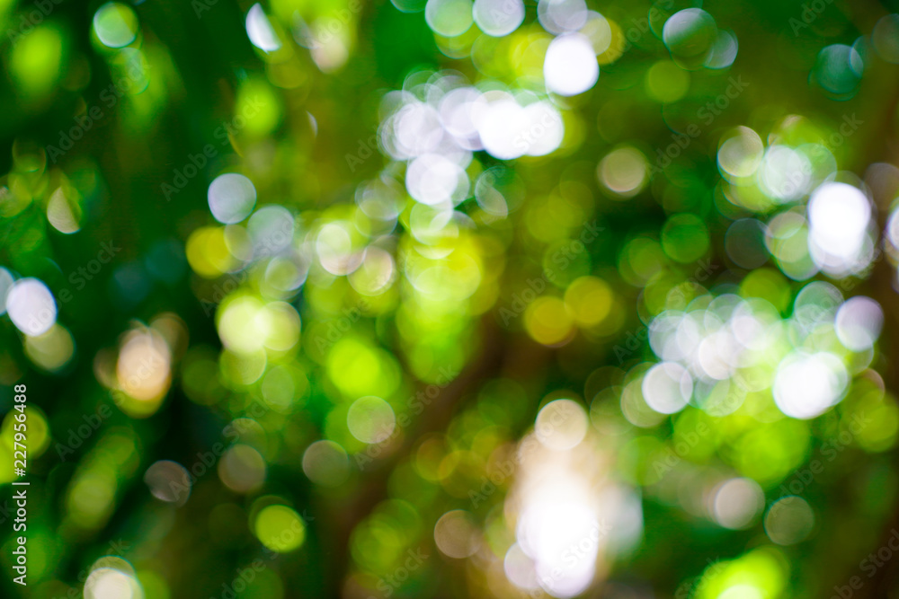 Obraz premium fresh nature green blurry and bokeh background.