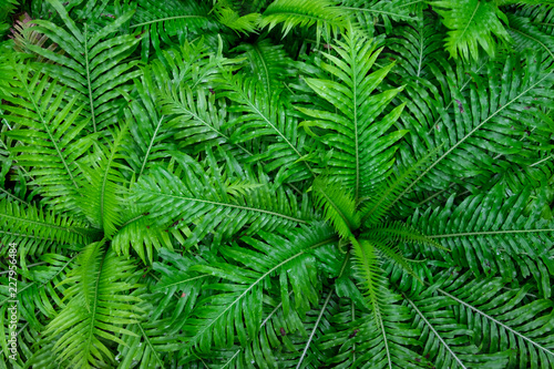 Green leaves in tropical rain forest in top view for nature concept background