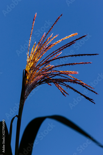 Schilfblüte in der Abensonne photo