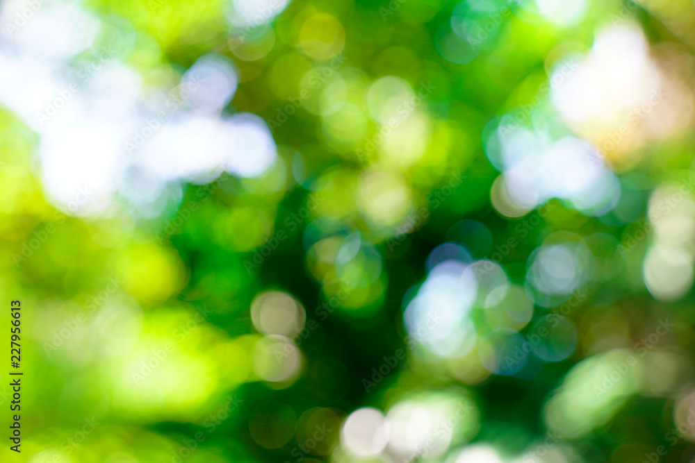 fresh nature green blurry and bokeh background.