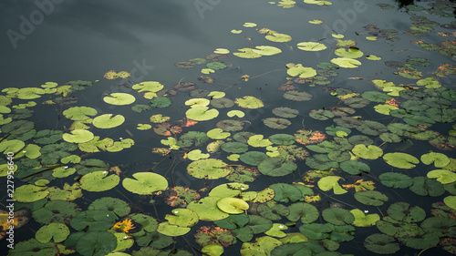 lily pad