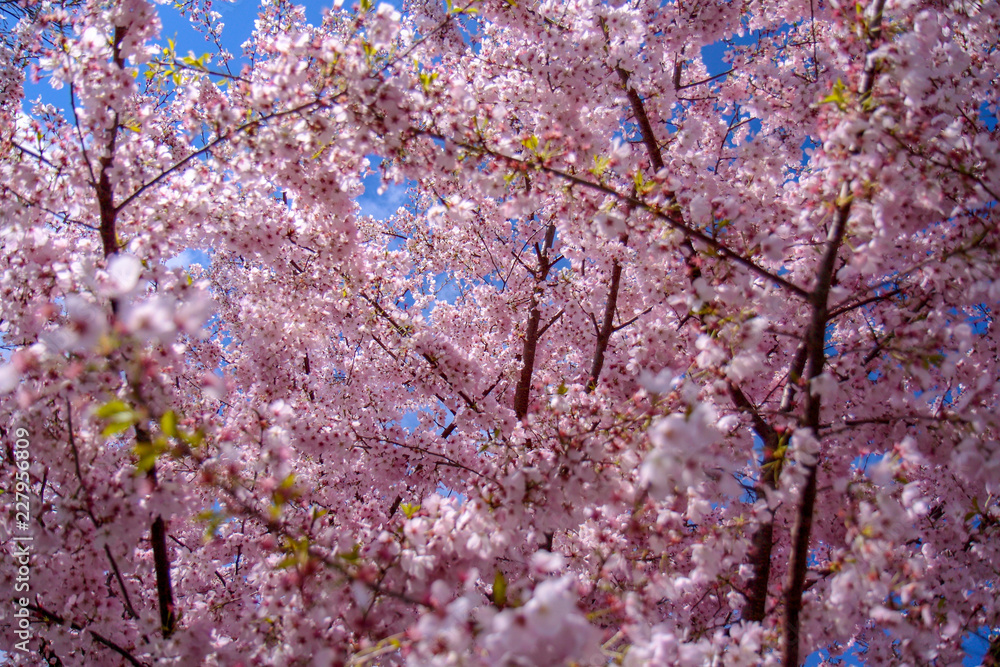 Blossoming  cherry trees, Hillsboro, Oregon
