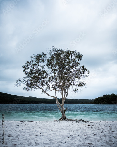 tree on the beach