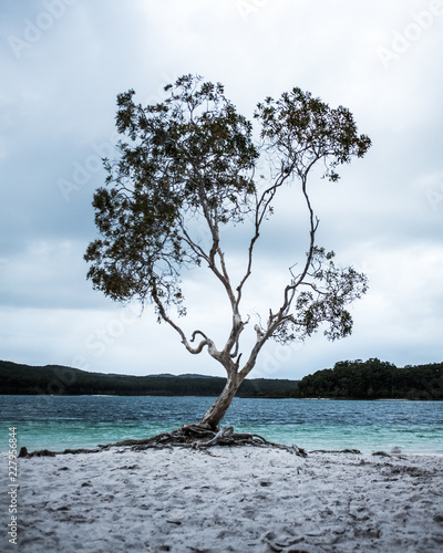 tree on the beach