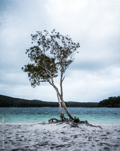 tree on the beach