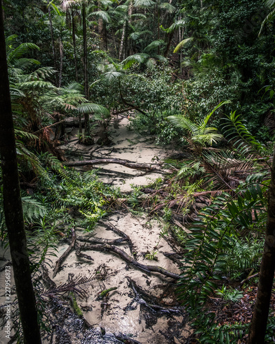 stream and trees in the forest
