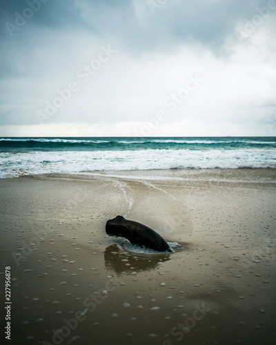 log on the beach