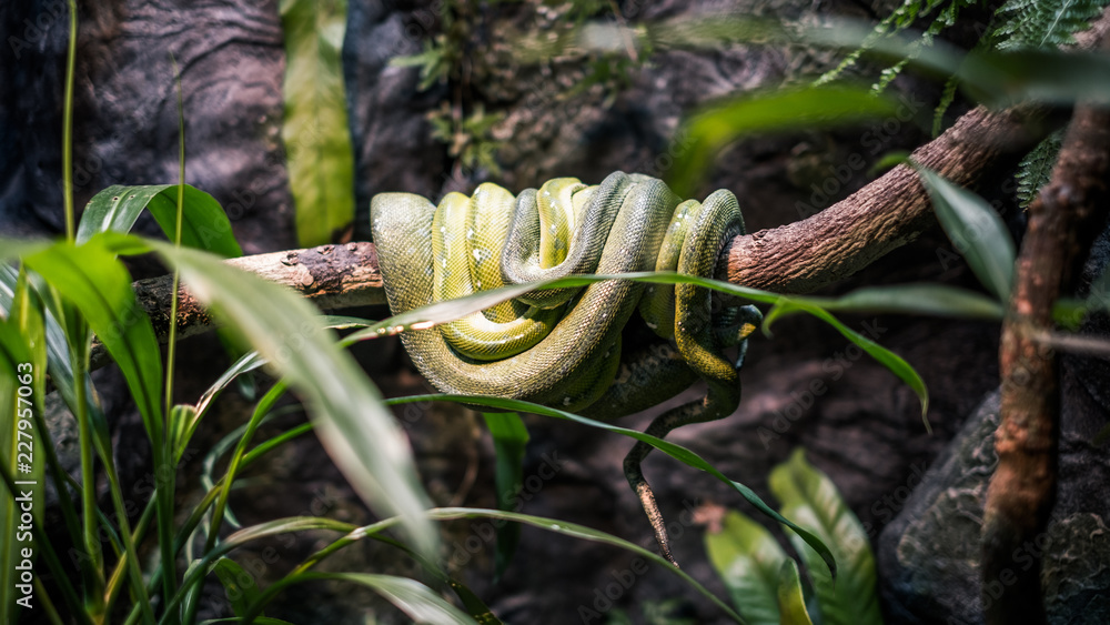 Naklejka premium green snake australia