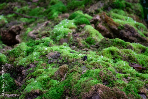 Close up green moss with water drops on stone in rain forest. Nature concept background.