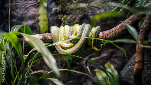 green snake australia