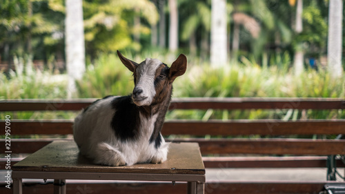 goat in the zoo australia