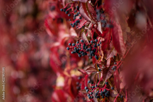 autum red foliage with berries 