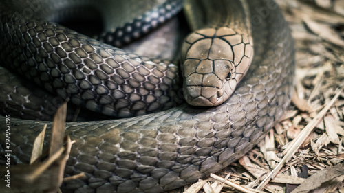 snake australia