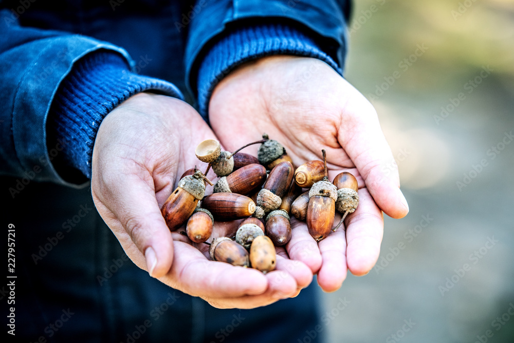Acorns in the hands of a girl.
Acorns in the hands of a girl.