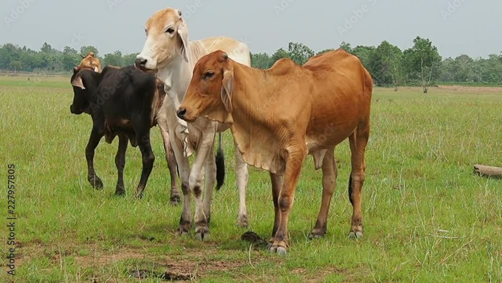 Cow in the meadow Cow in the meadow