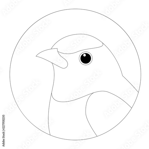 flycatcher  face head vector illustration  lining draw