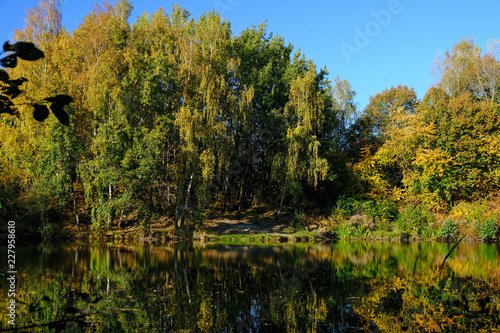 Pond in the forest