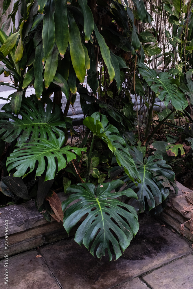 Large cheese plant leaves overgrown in greenhouse