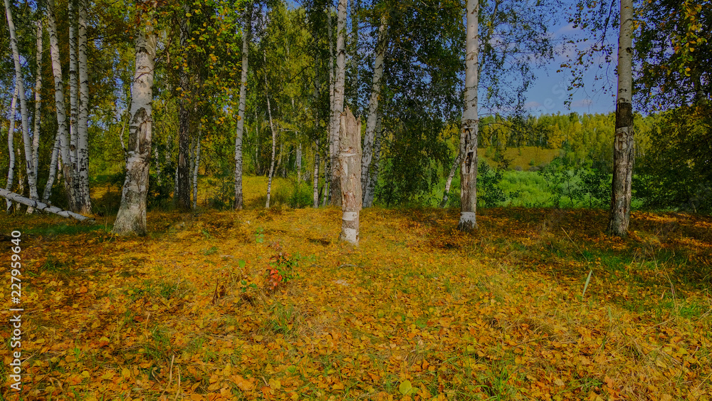 Fototapeta premium forest in autumn