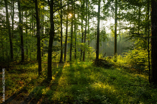 Sonnenaufgang,Wald,Bäume, © rupert