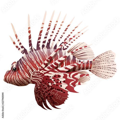 Cartoon lionfish isolated on white background. Vector illustration